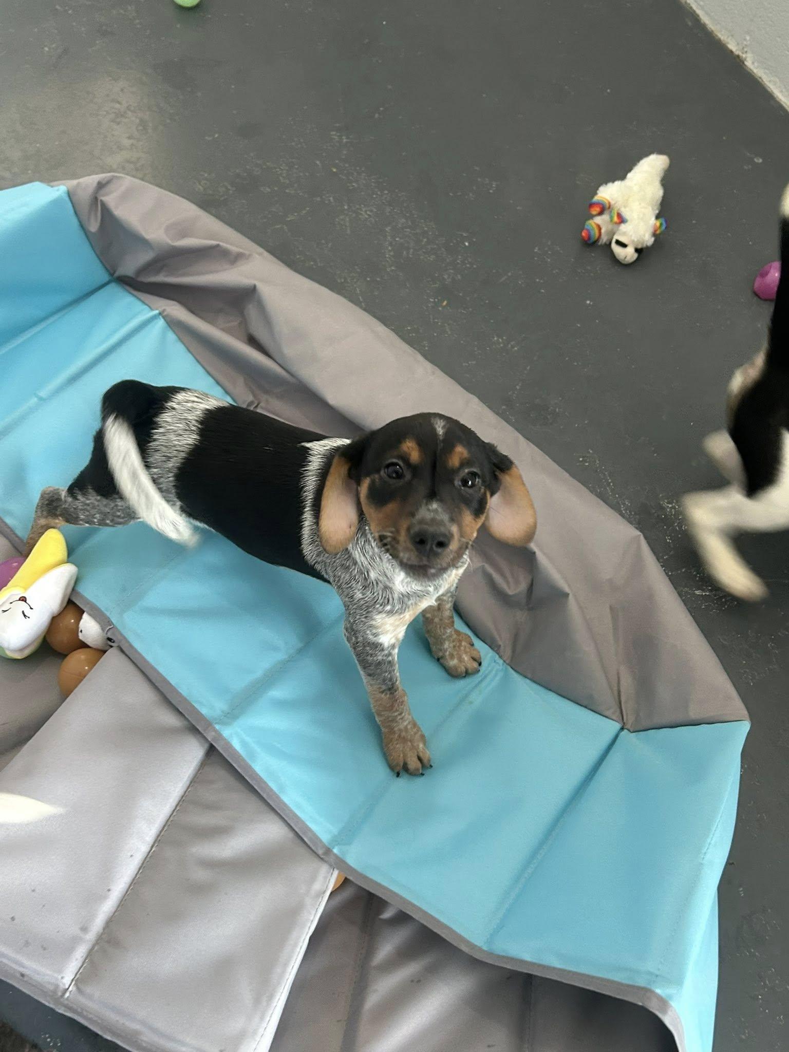 Megan, adopted, Puppy Female Beagle.