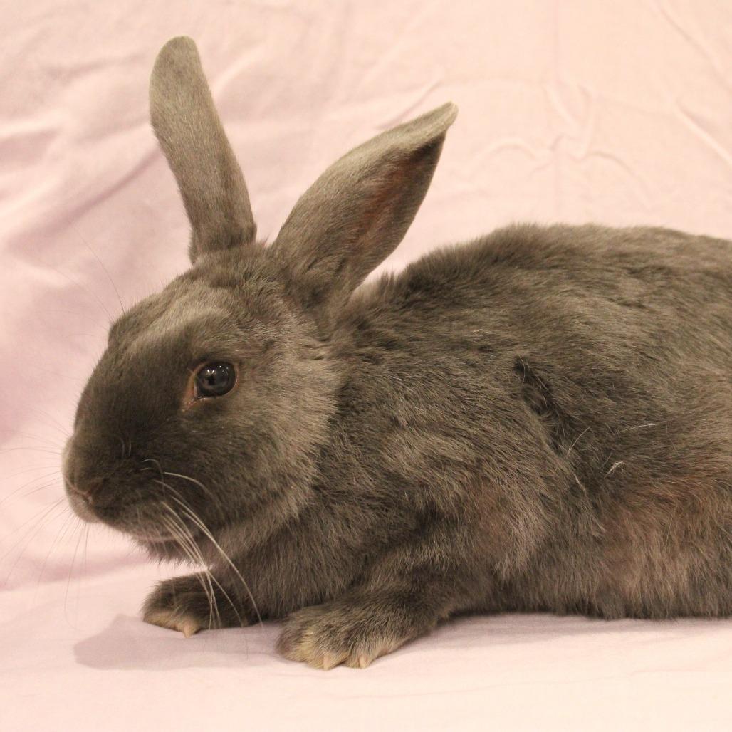 Enlarge Dusty, a Adoptable mixed breed in Champaign, IL image 1/2