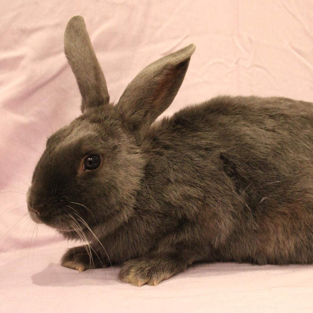 Enlarge Dusty, a Adoptable mixed breed in Champaign, IL image 1/2