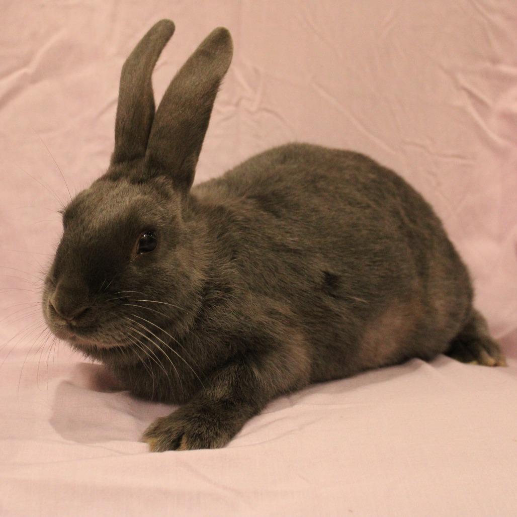 Enlarge Dusty, a Adoptable mixed breed in Champaign, IL image 2/2