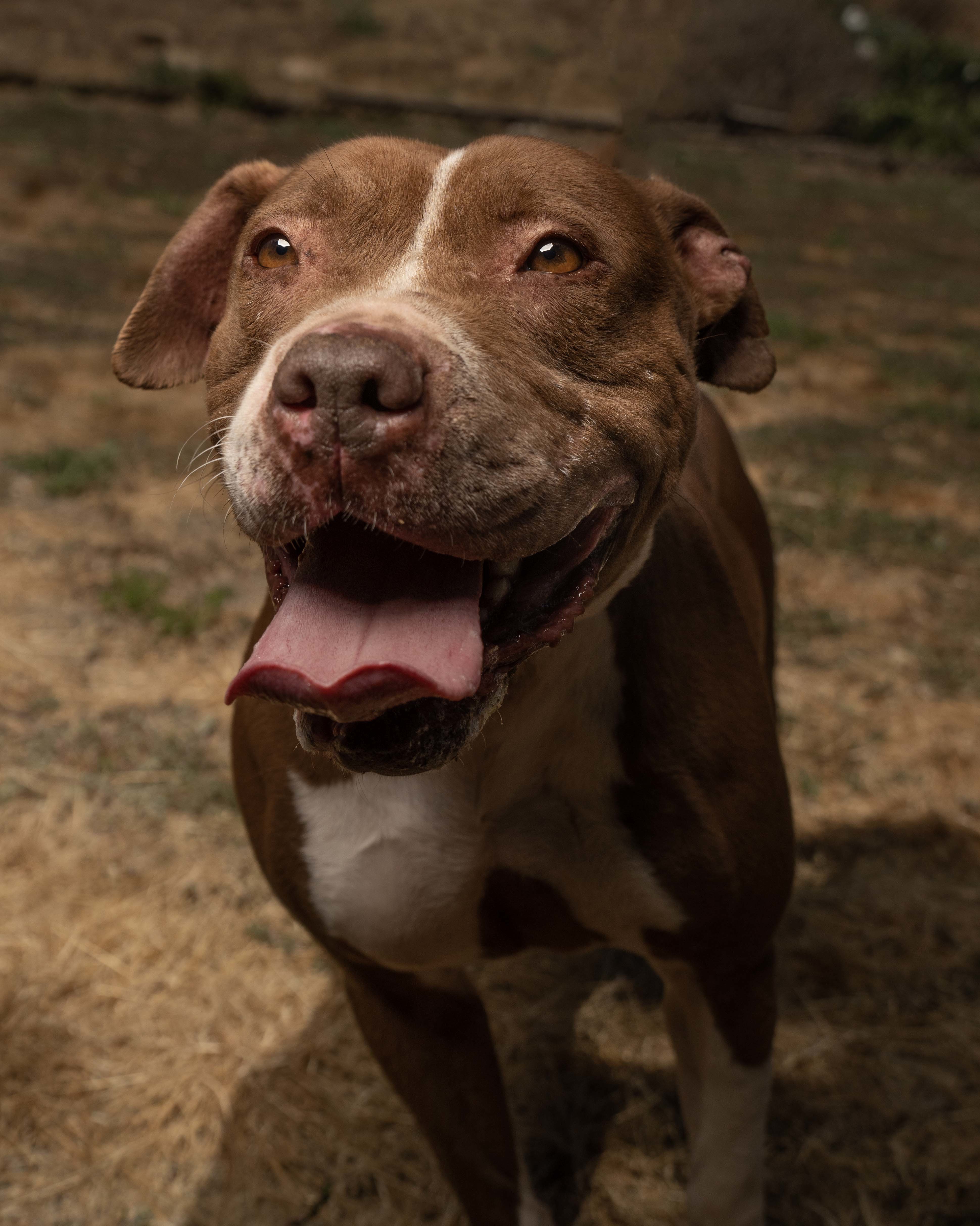 Enlarge Nikki, a Adoptable mixed breed in Santa Monica, CA image 2/4