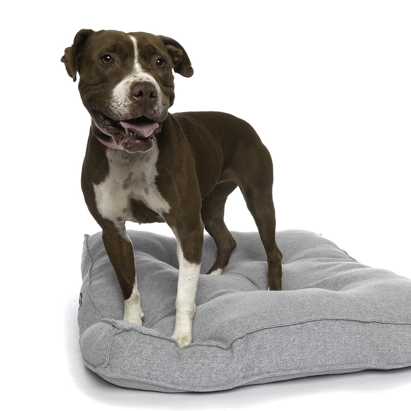 Enlarge Nikki, a Adoptable mixed breed in Santa Monica, CA image 3/4