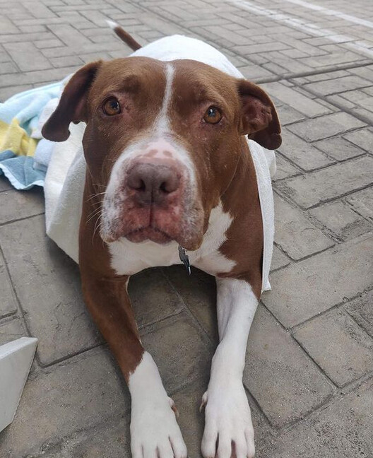 Enlarge Nikki, a Adoptable mixed breed in Santa Monica, CA image 1/4