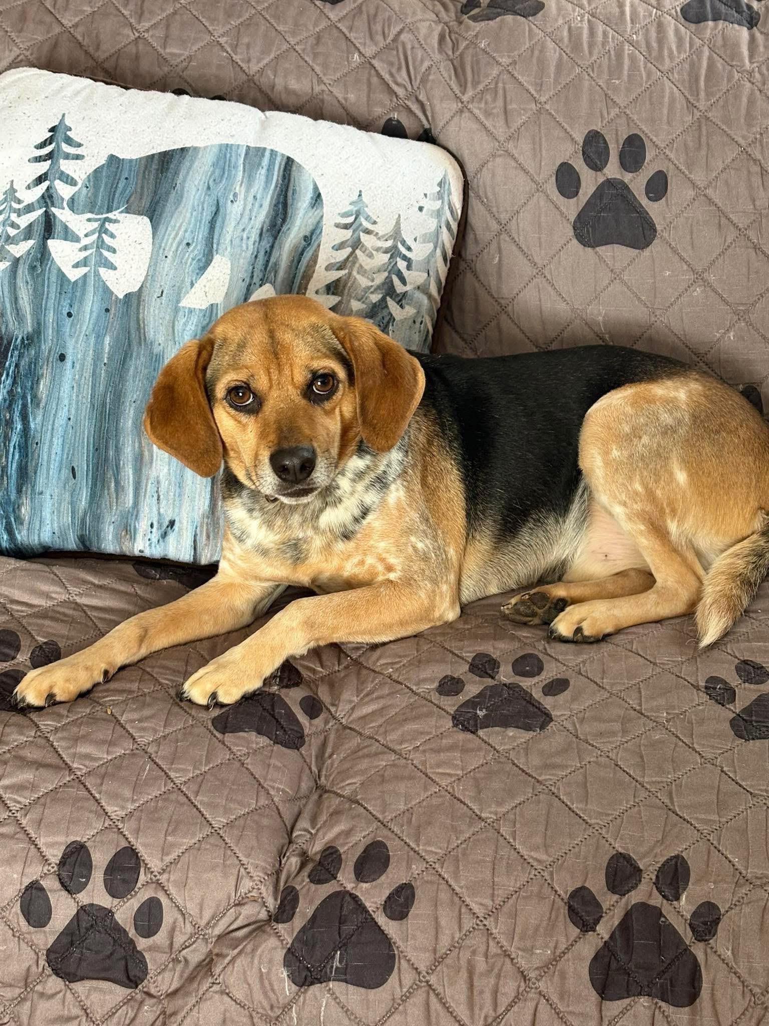Charlie Brown, Adoptable, Adult Male Beagle.