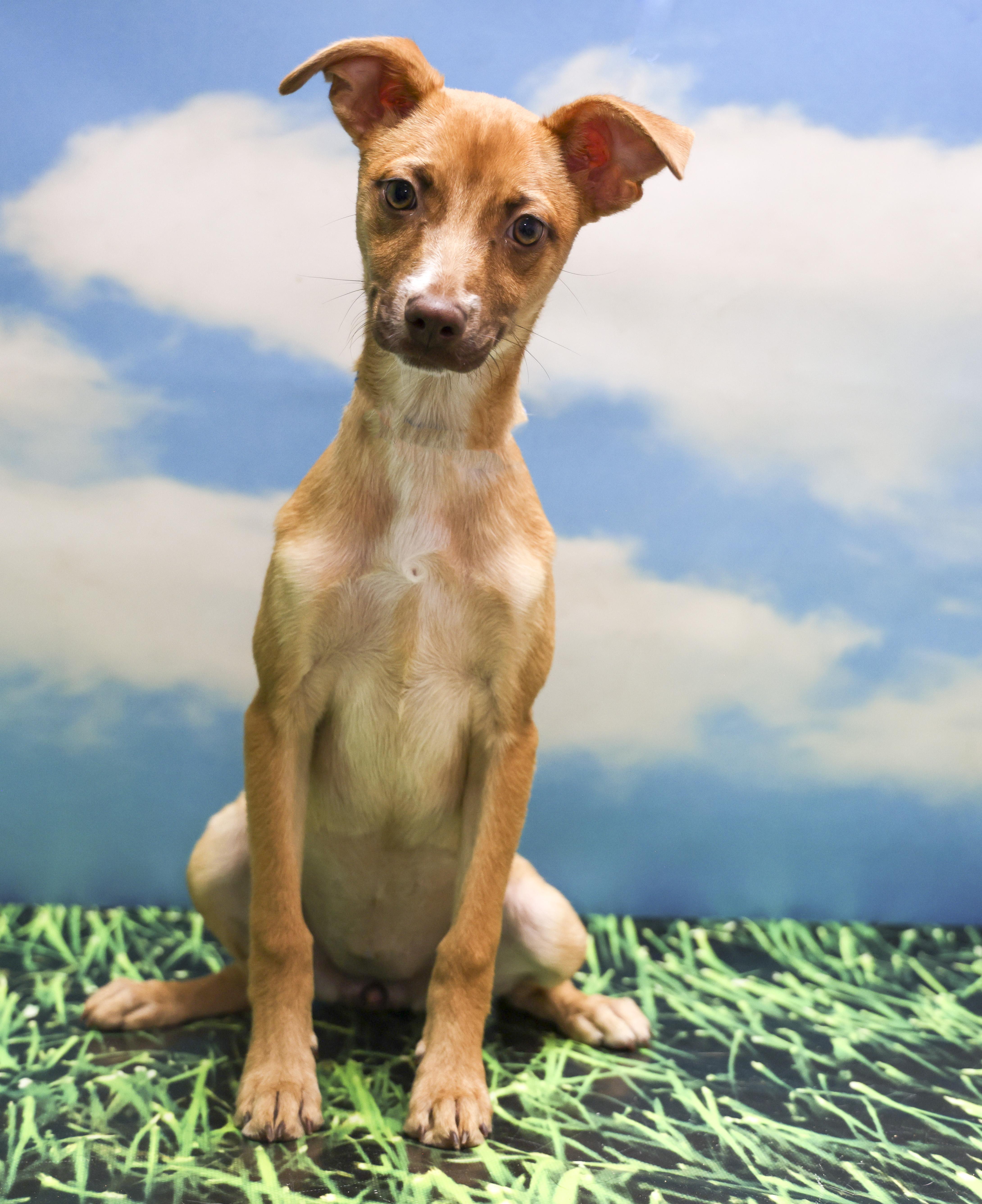 Enlarge Cookie, a Adoptable Chihuahua in Casa Grande, AZ image 3/3