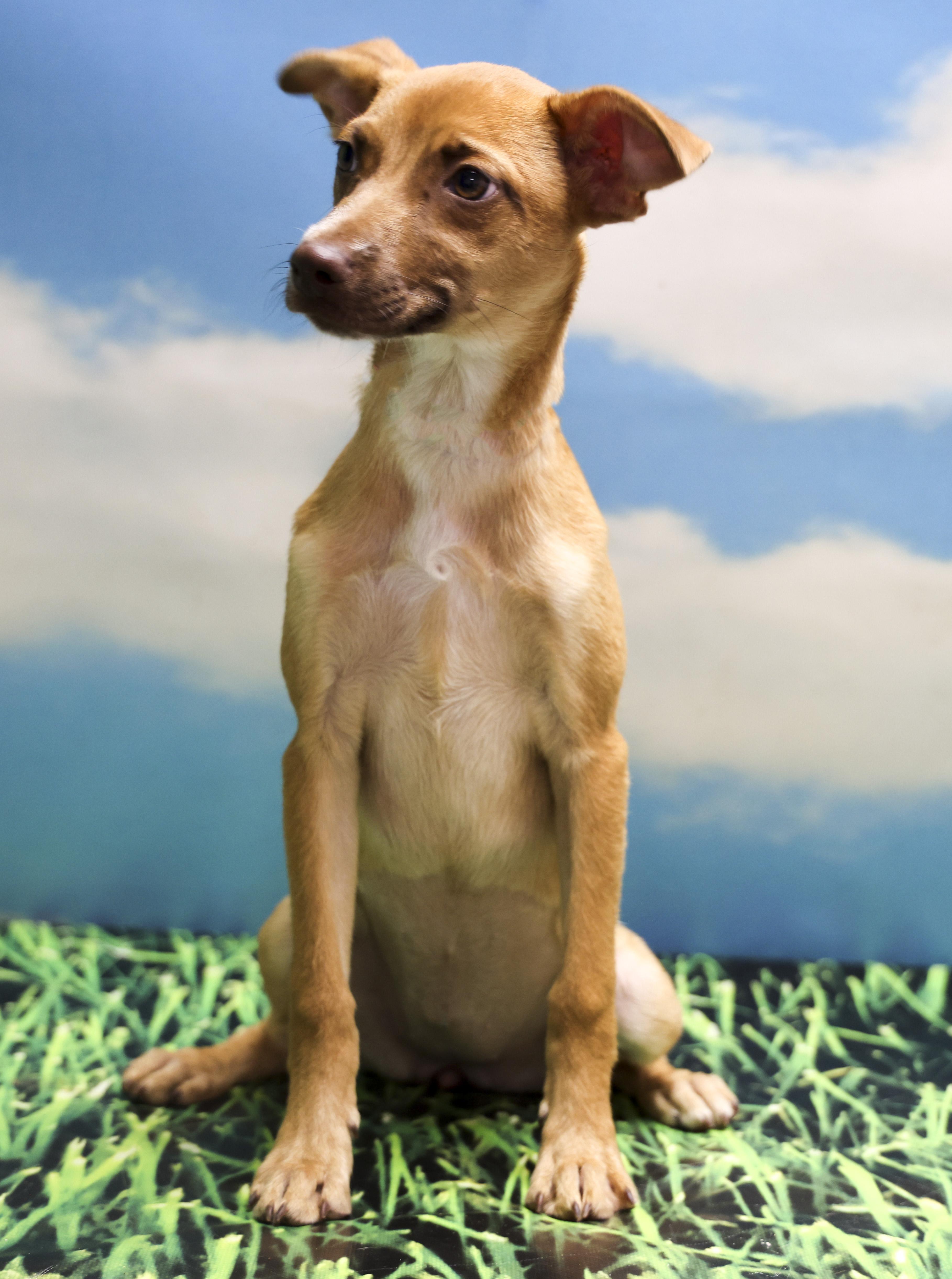 Enlarge Cookie, a Adoptable Chihuahua in Casa Grande, AZ image 2/3