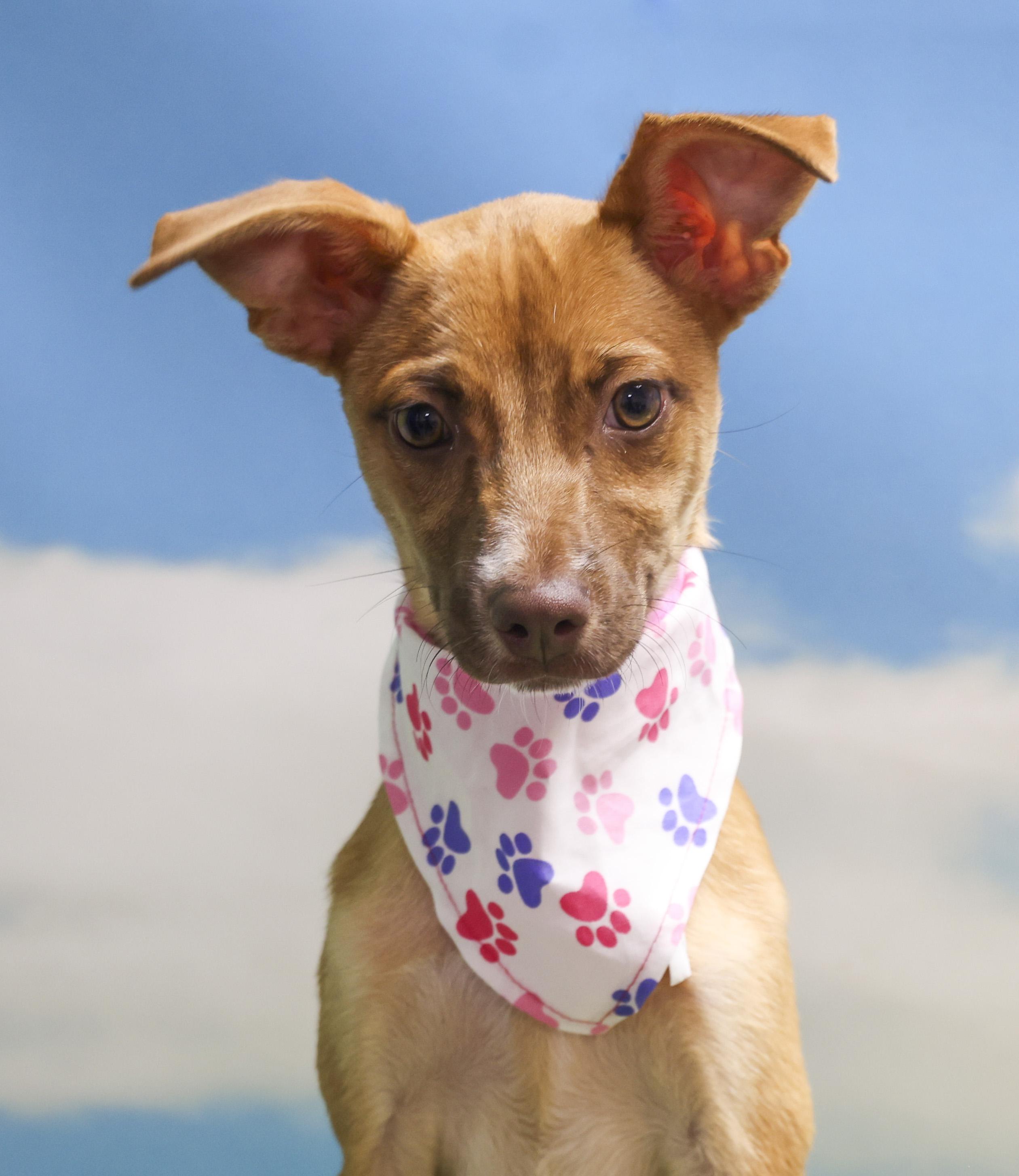 Cookie, Adoptable, Puppy Female Chihuahua.