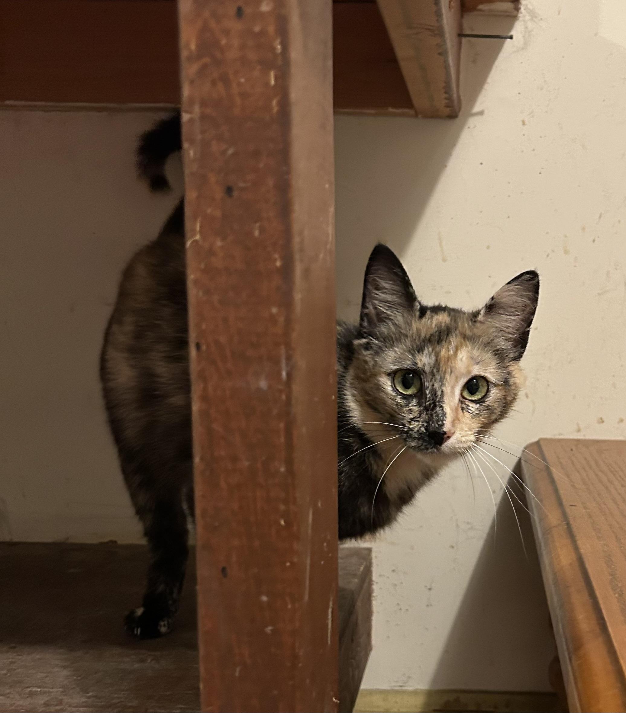 Luna, a ADOPTABLE Domestic Short Hair in Floyd, VA image 5/5