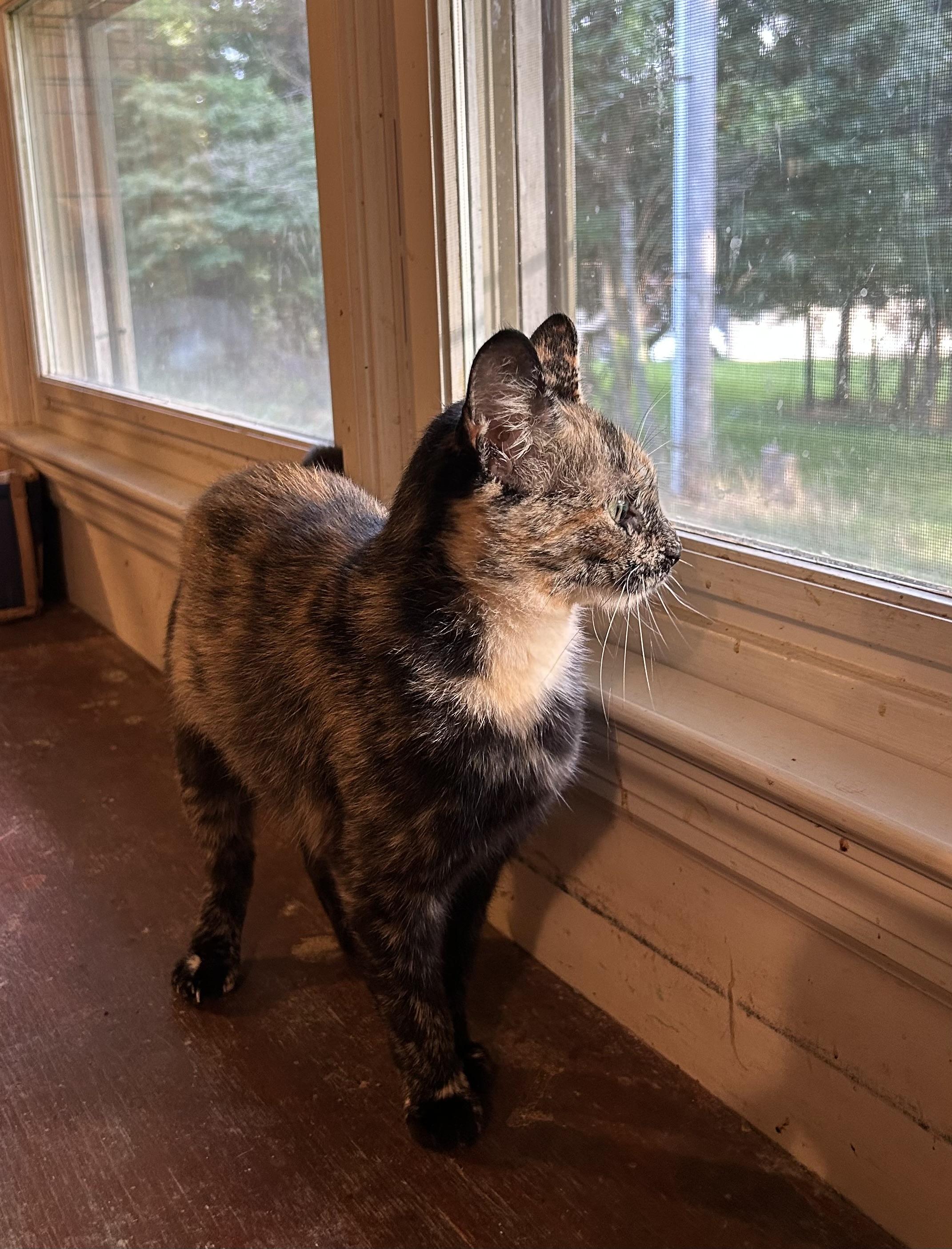 Luna, a ADOPTABLE Domestic Short Hair in Floyd, VA image 3/5