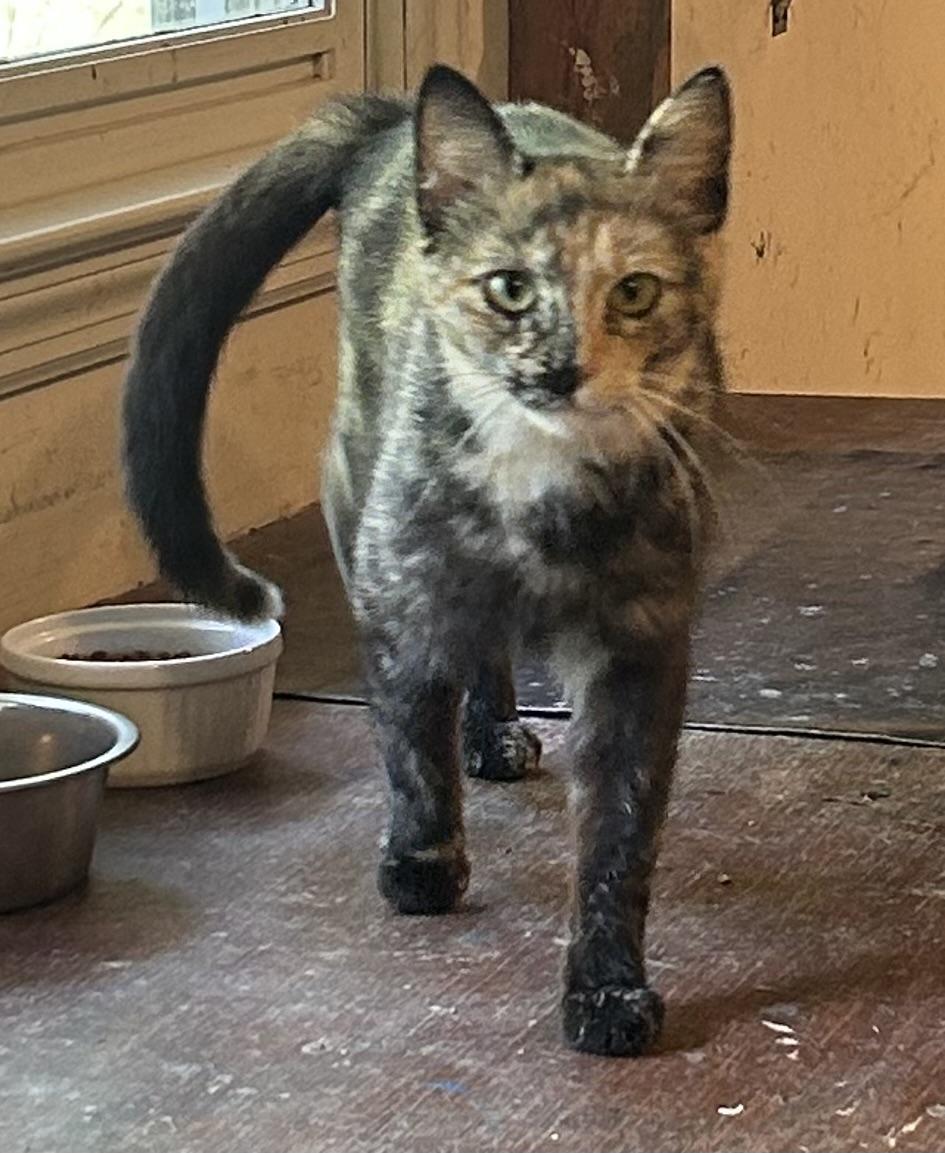 Luna, ADOPTABLE, Young Female Domestic Short Hair.