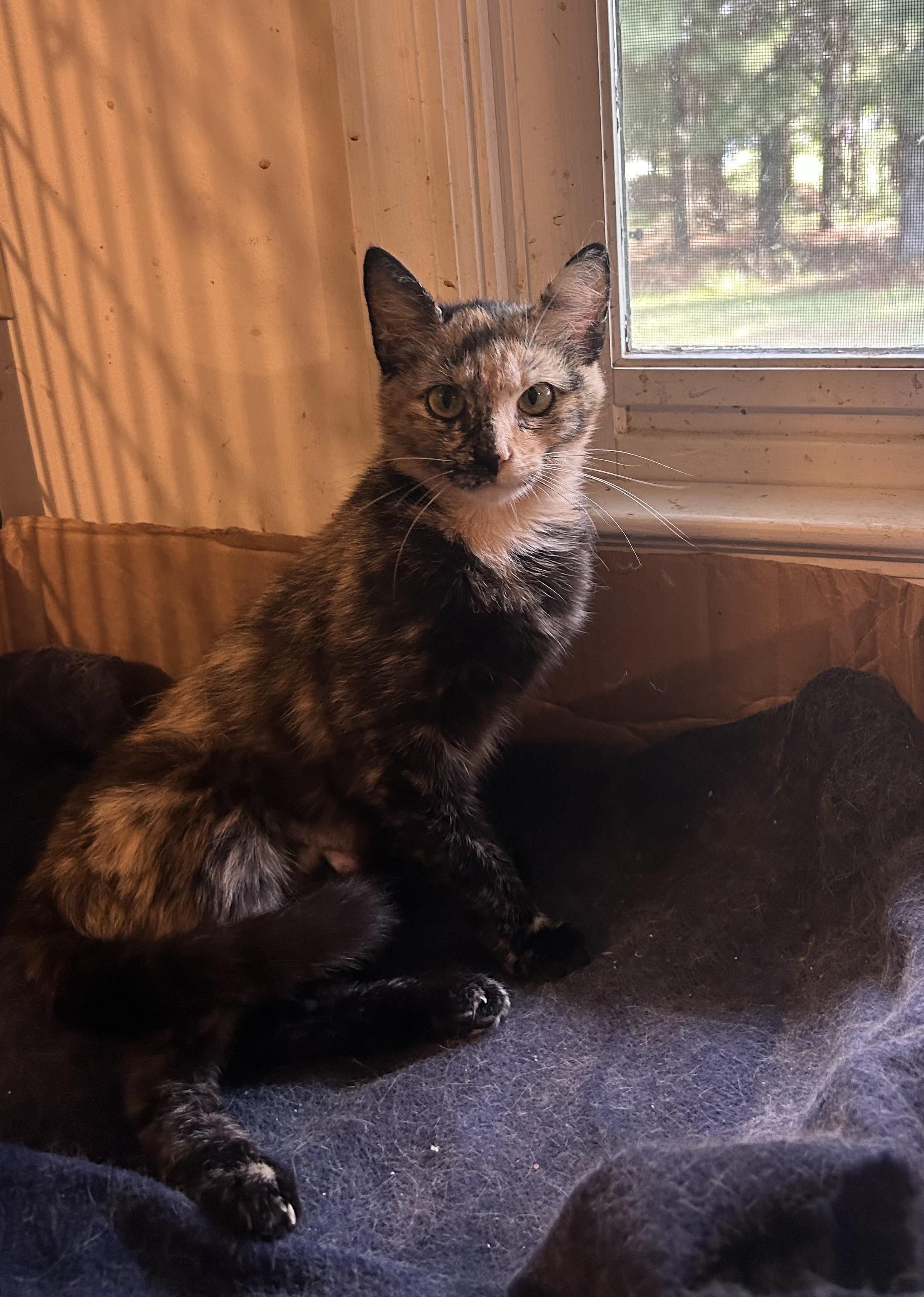 Luna, a ADOPTABLE Domestic Short Hair in Floyd, VA image 4/5
