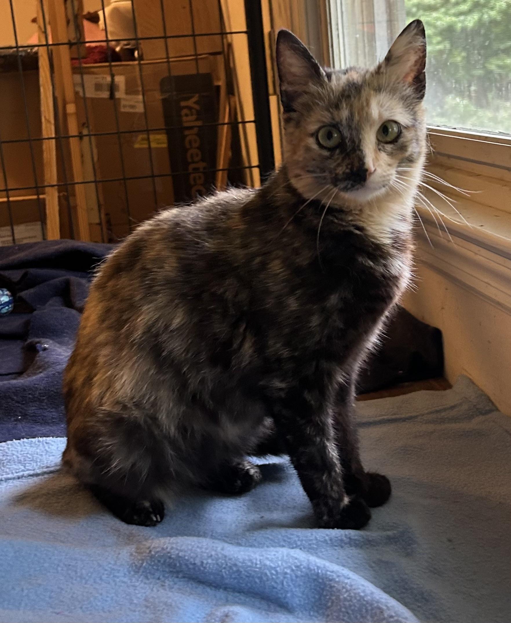 Luna, a ADOPTABLE Domestic Short Hair in Floyd, VA image 2/5