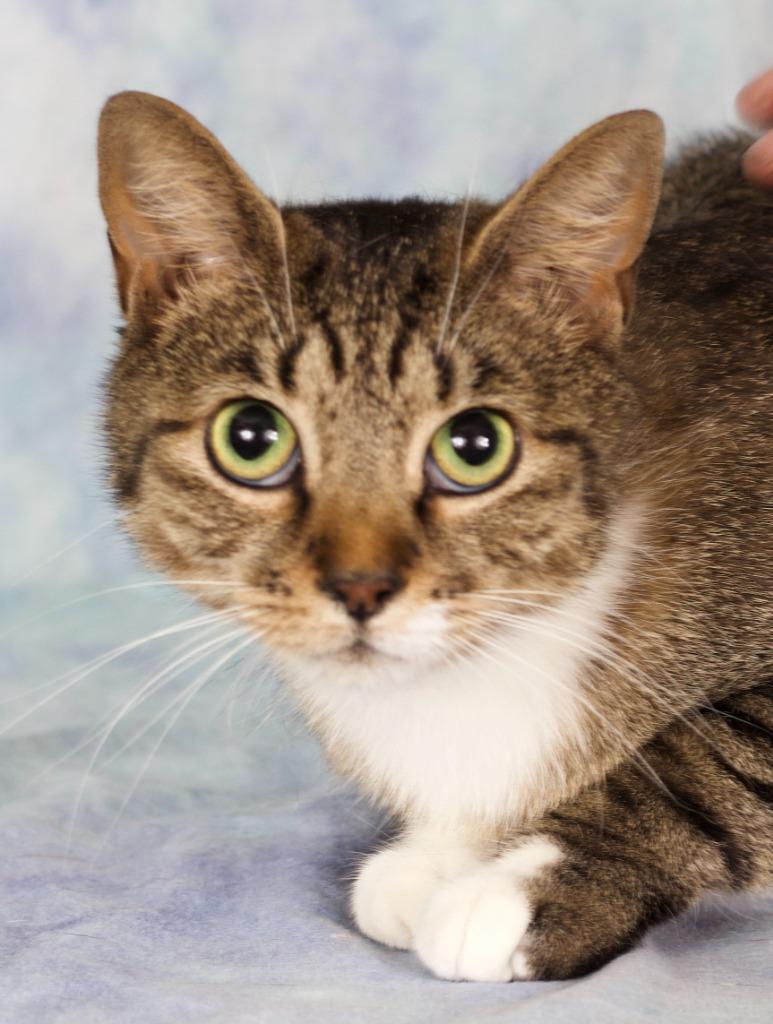 Desert Rose, Adoptable, Adult Female Domestic Short Hair.