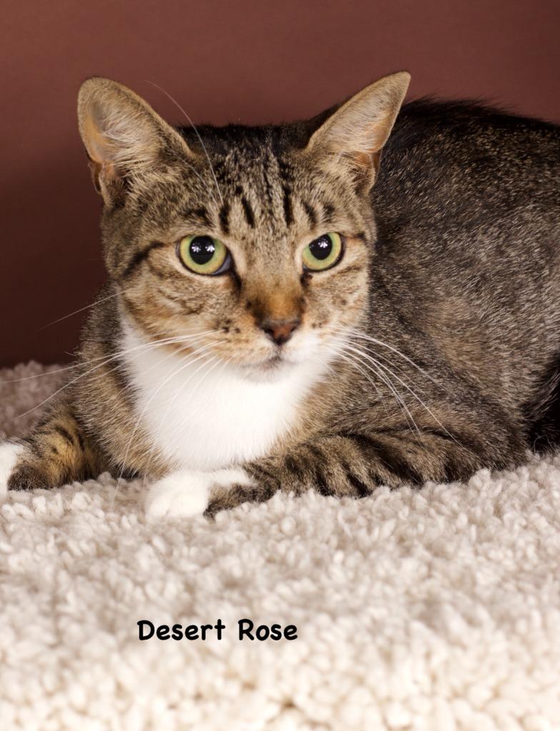 Enlarge Desert Rose, a Adoptable mixed breed in Gilbert, AZ image 3/3