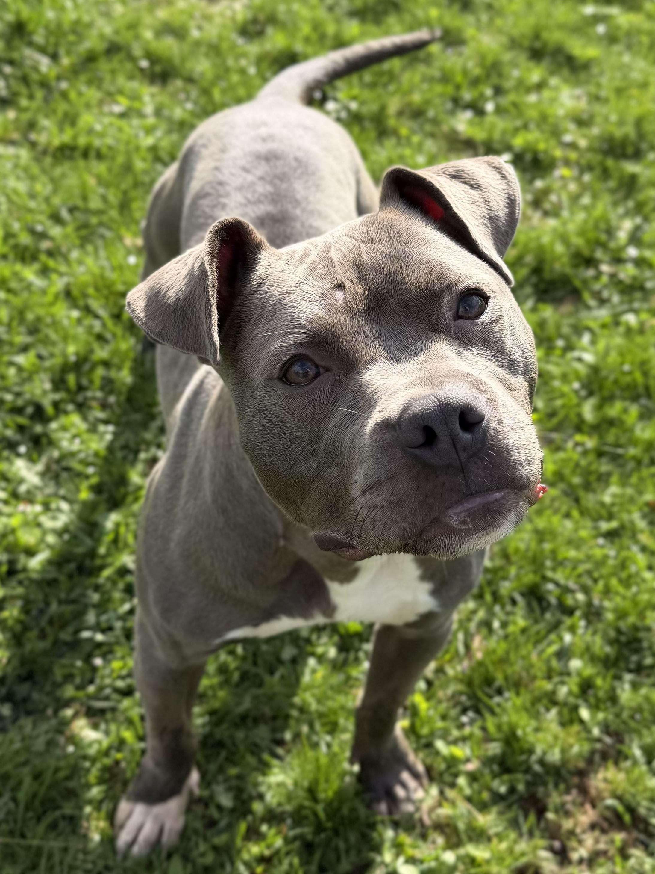 Enlarge Sahara, a ADOPTABLE mixed breed in Jefferson, WI image 2/3