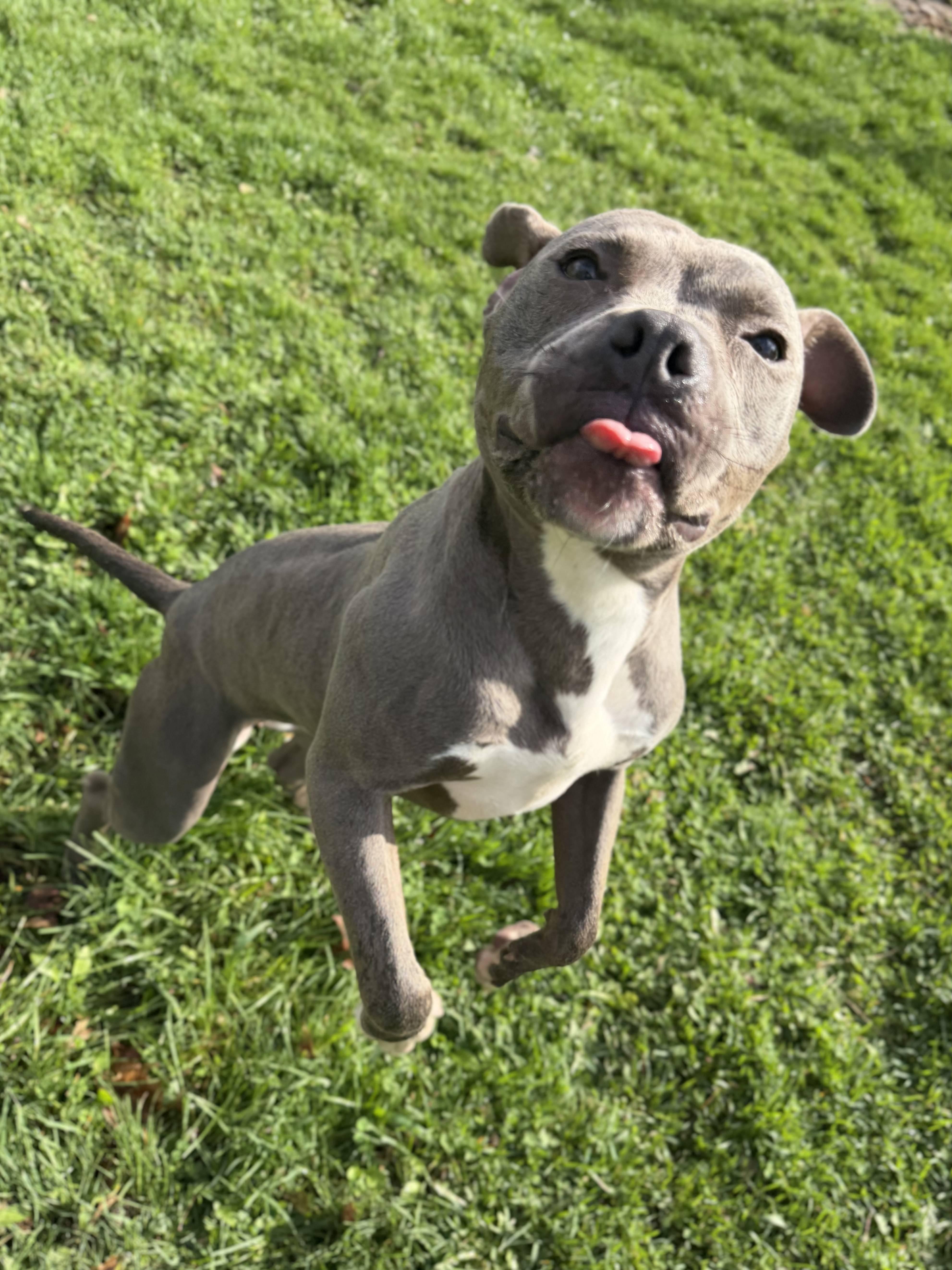 Enlarge Sahara, a ADOPTABLE mixed breed in Jefferson, WI image 3/3