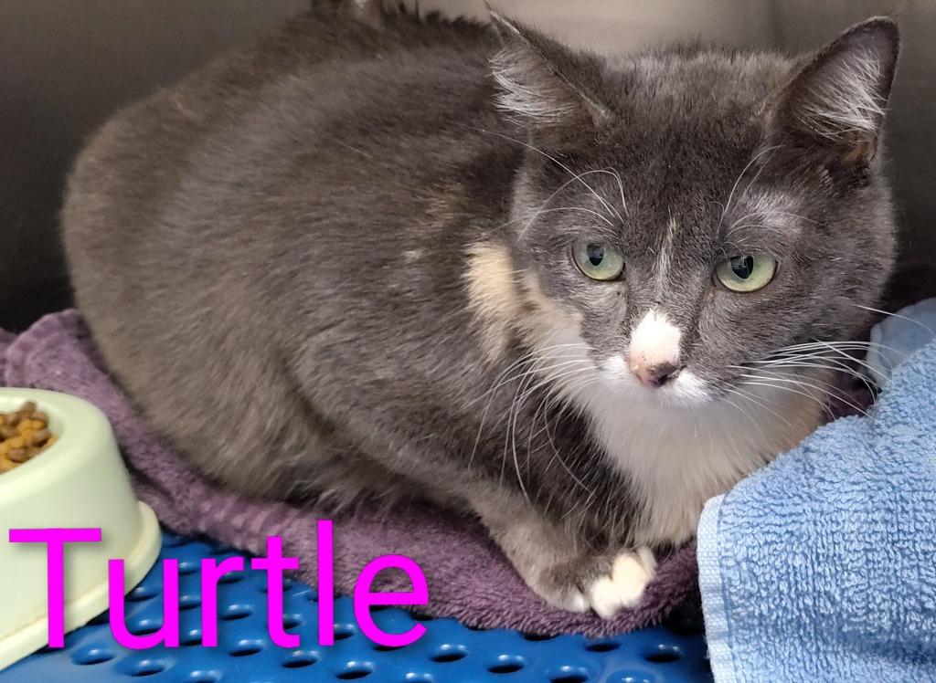 Enlarge Turtle, a Adopted mixed breed in Mena, AR image 1/1