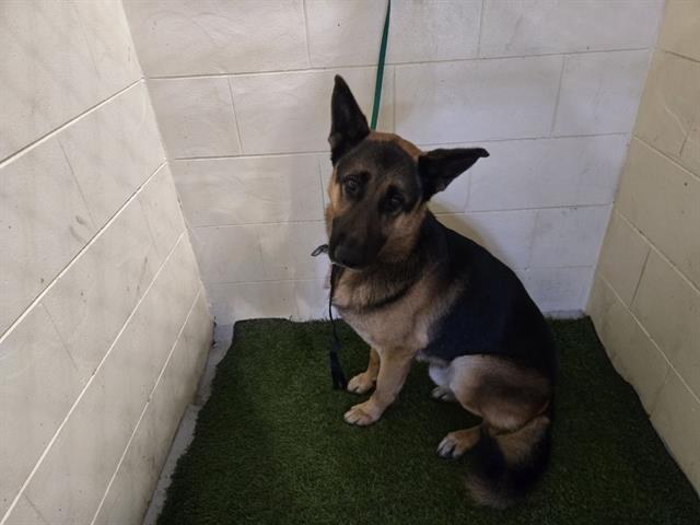 A1256299, Adoptable, Adult Male German Shepherd Dog.