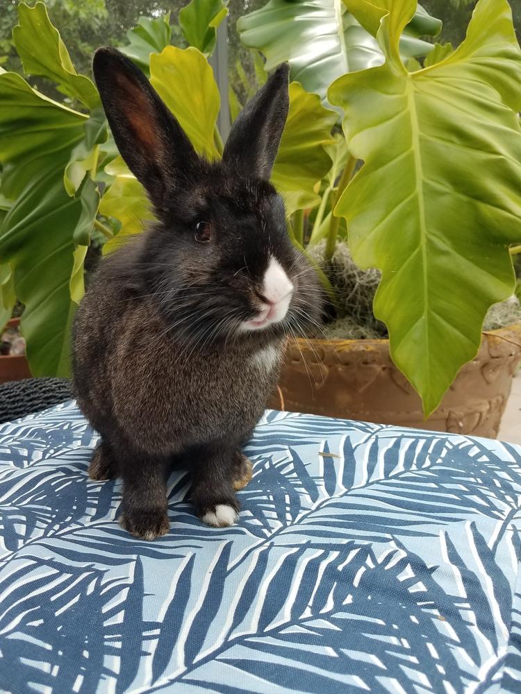 Wolfie, Adopted, Adult Female Lionhead.