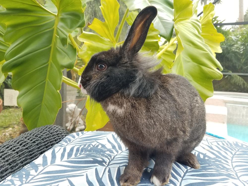 Enlarge Wolfie, a Adopted Lionhead in Melbourne, FL image 3/6