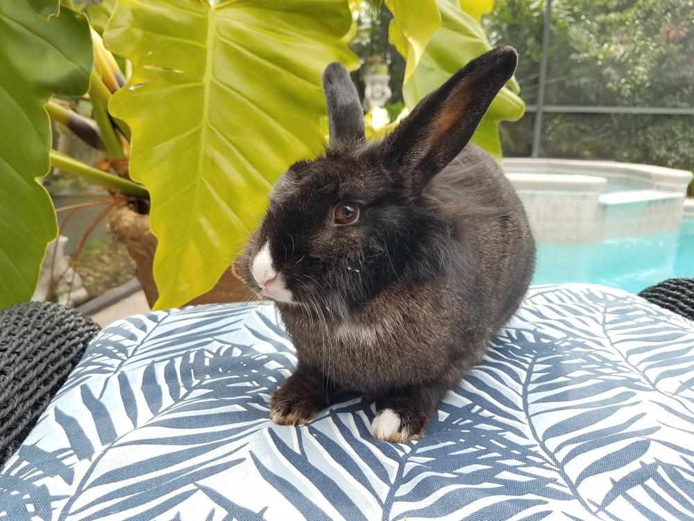 Enlarge Wolfie, a Adopted Lionhead in Melbourne, FL image 4/6