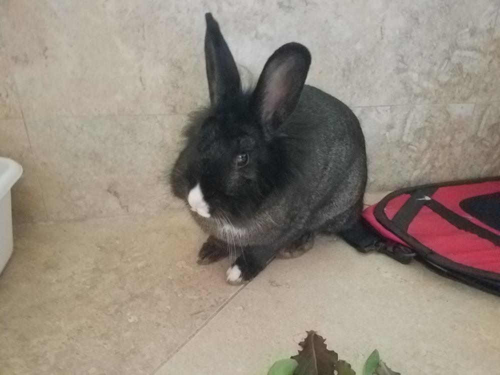 Enlarge Wolfie, a Adopted Lionhead in Melbourne, FL image 5/6