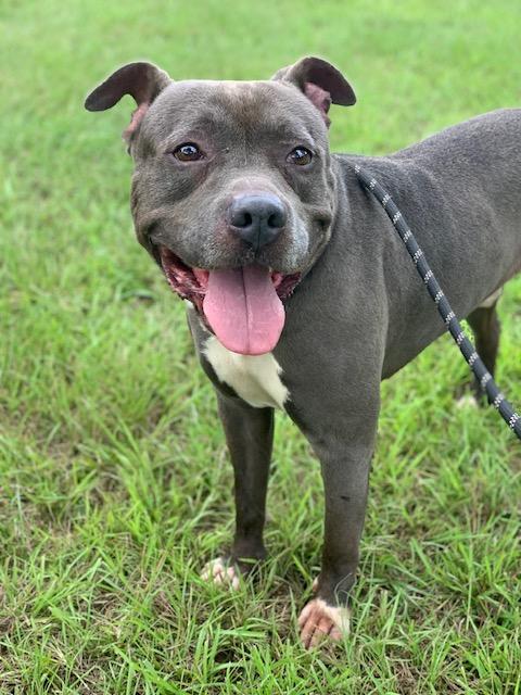 Turk, Adoptable, Adult Male Pit Bull Terrier.