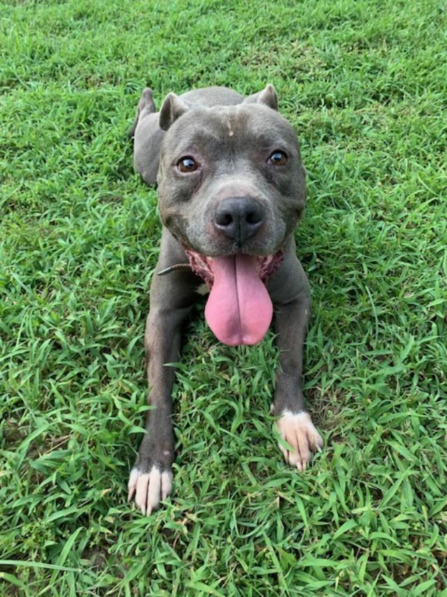 Turk, a Adoptable Pit Bull Terrier in Grapevine, TX image 2/2