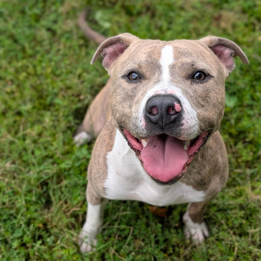 Enlarge Frankie, a Adoptable Mixed Breed in Jeffersonville, IN image 5/6