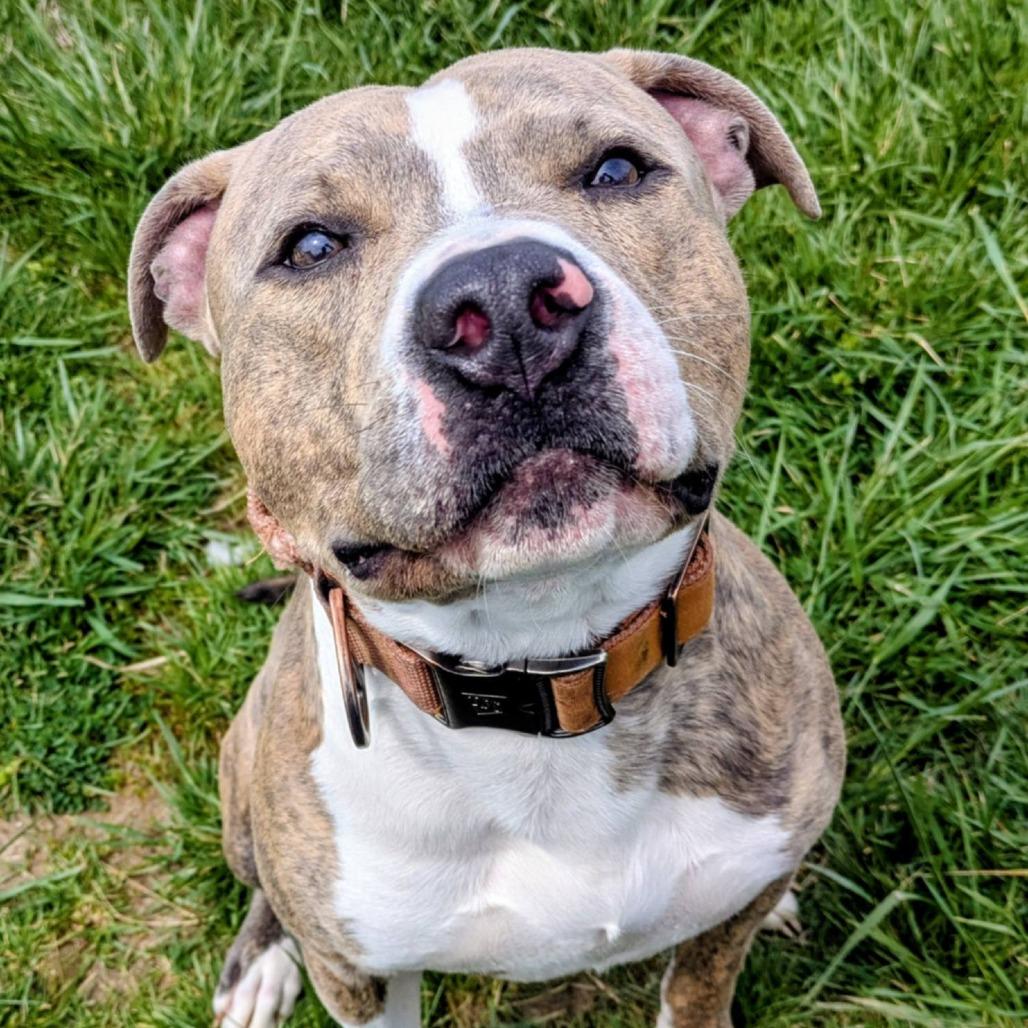 Enlarge Frankie, a Adoptable Mixed Breed in Jeffersonville, IN image 6/6