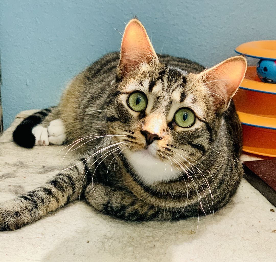 Thomasina, a Adoptable mixed breed in Beverly Hills, CA image 2/3