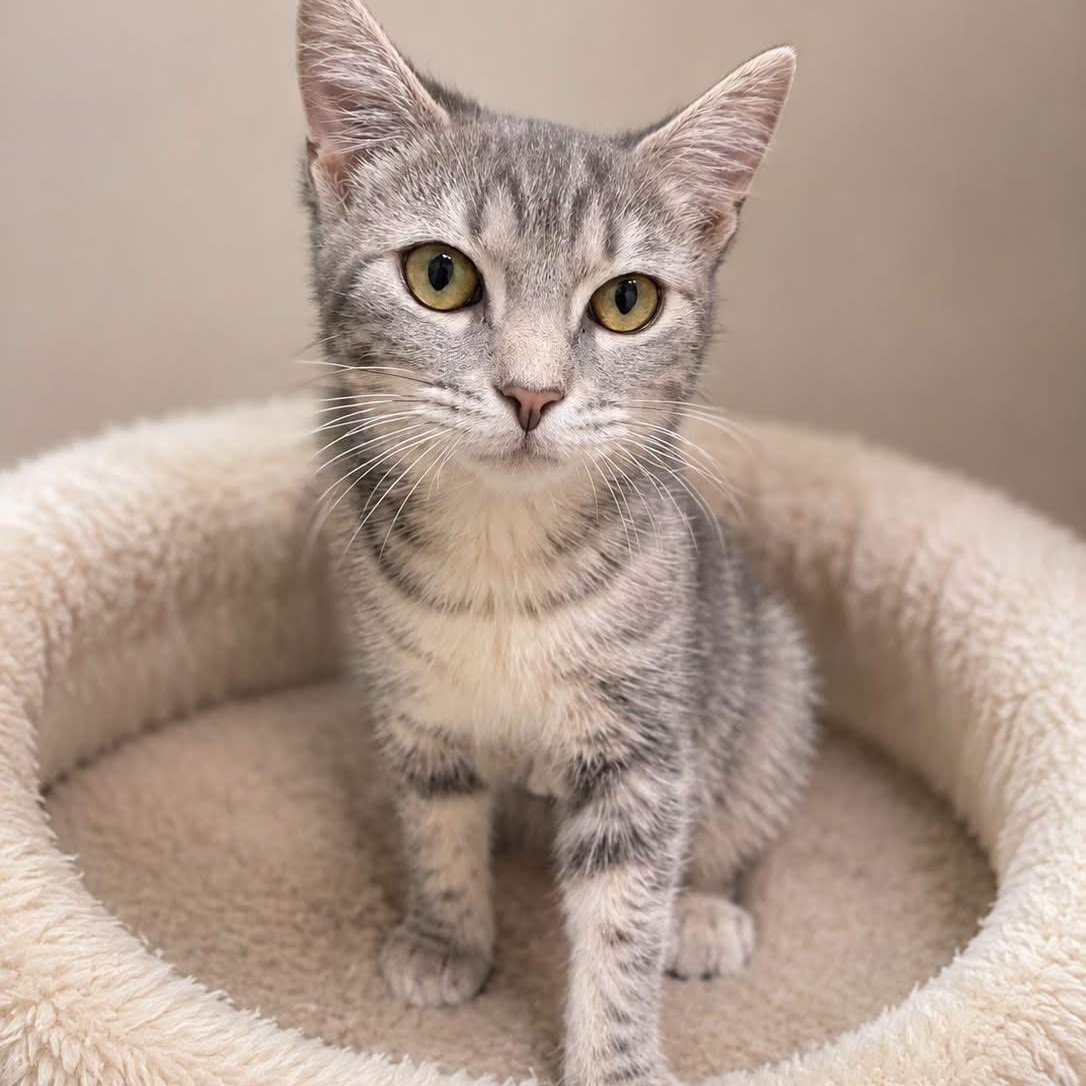 Enlarge KRISTIN WIIG, an adopted mixed breed in Cranston, RI image 1/1
