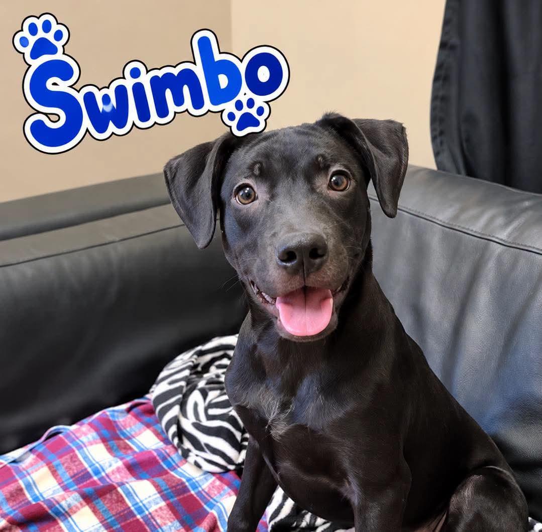 Enlarge Swimbo, a Adoptable mixed breed in Rock Hill, NY image 1/2