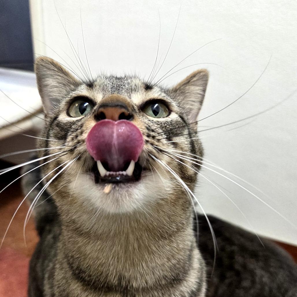 Archie, Adoptable, Adult Male Domestic Short Hair.