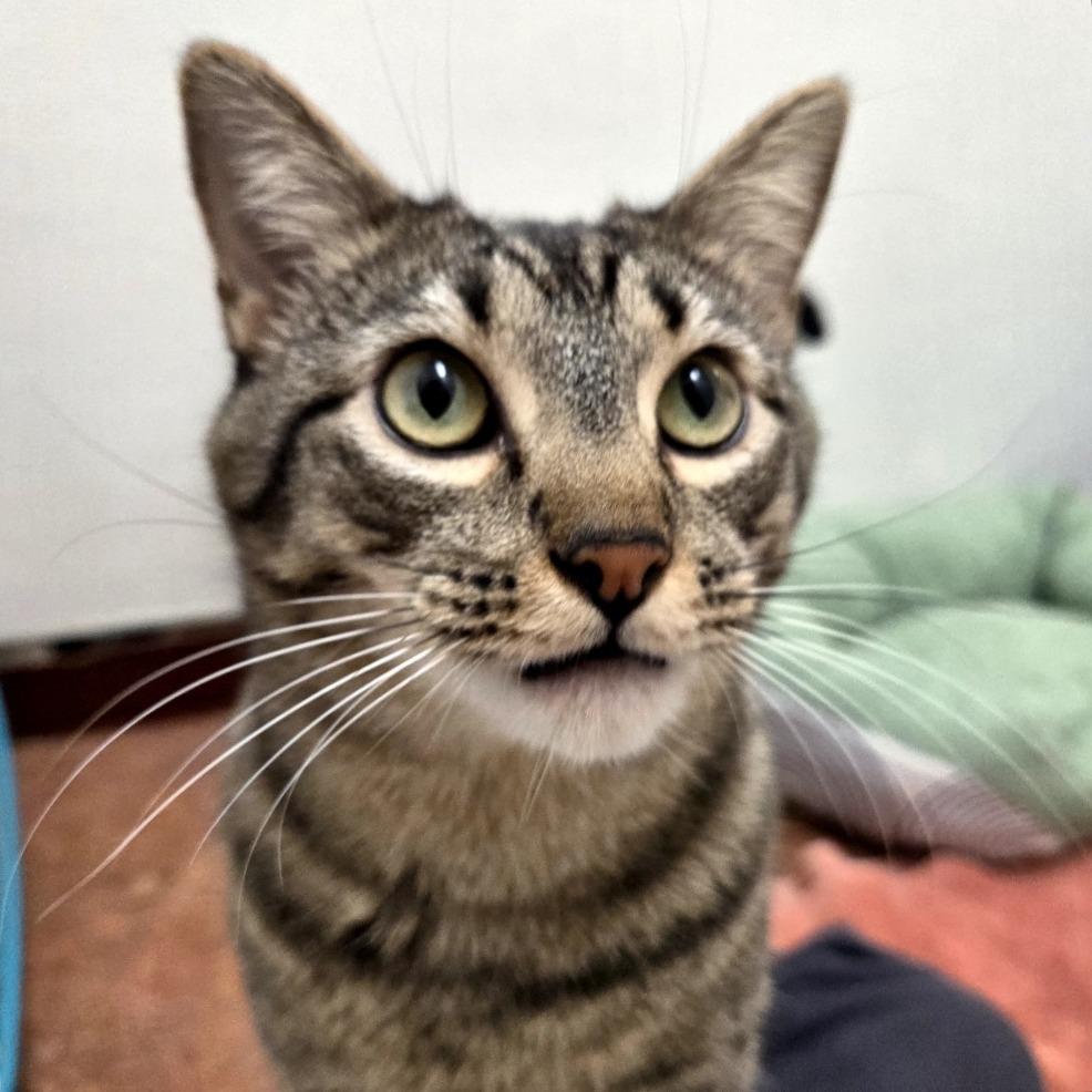 Archie, a Adoptable Domestic Short Hair in Glenwood Springs, CO image 2/6
