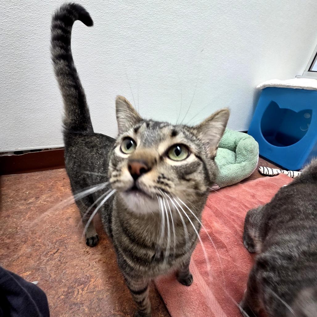 Archie, a Adoptable Domestic Short Hair in Glenwood Springs, CO image 3/6