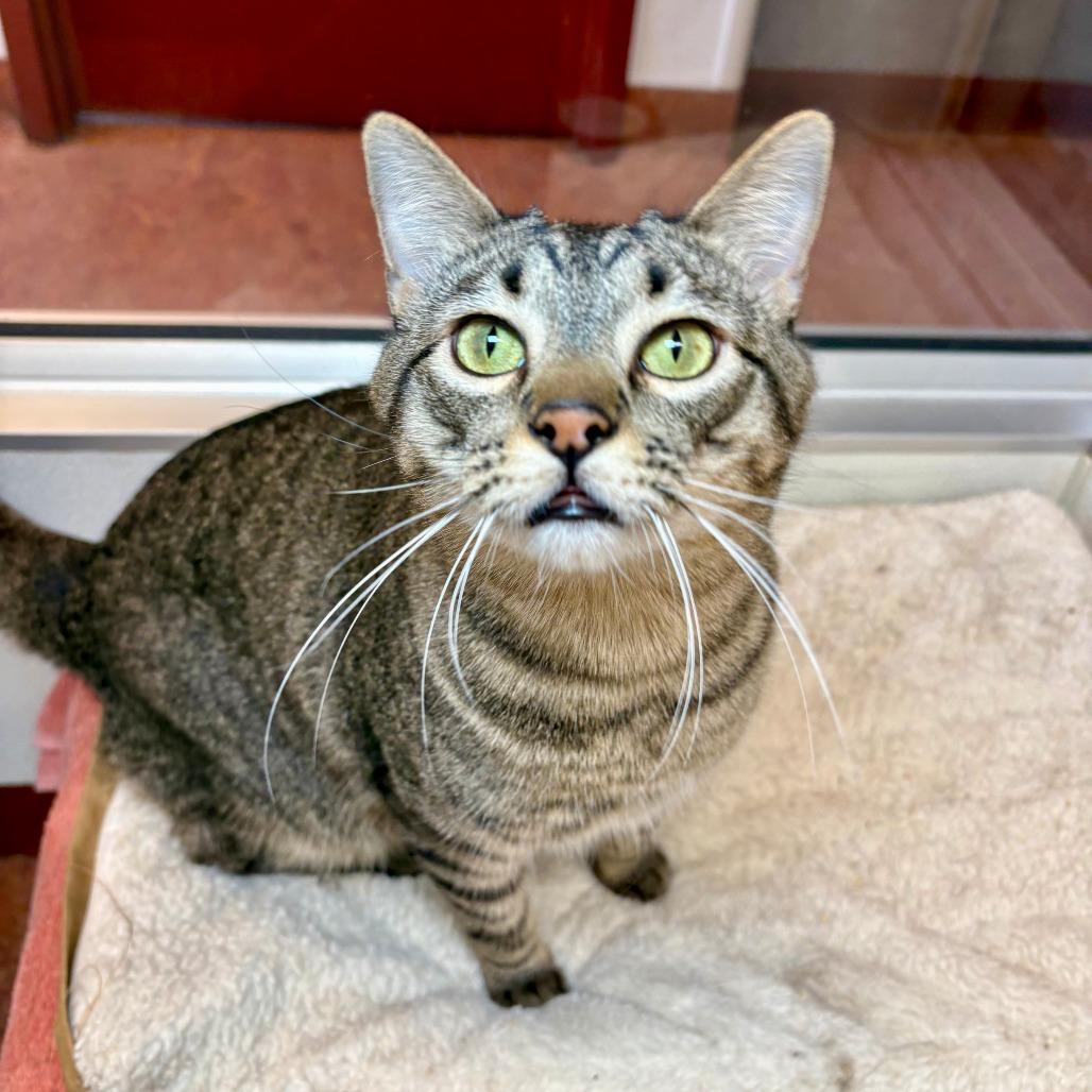 Archie, a Adoptable Domestic Short Hair in Glenwood Springs, CO image 4/6