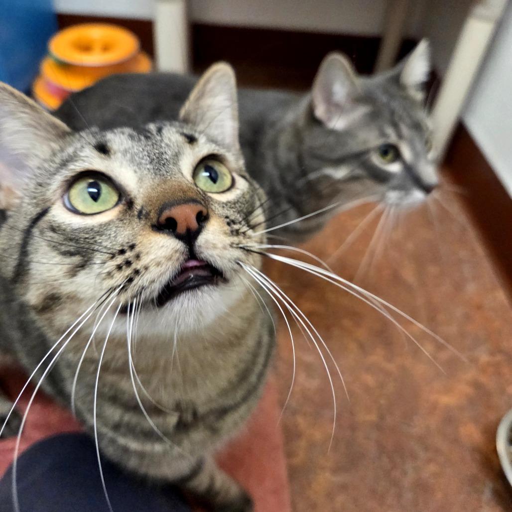 Archie, a Adoptable Domestic Short Hair in Glenwood Springs, CO image 5/6