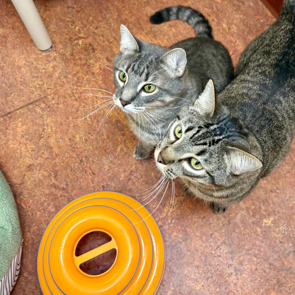 Archie, a Adoptable Domestic Short Hair in Glenwood Springs, CO image 6/6