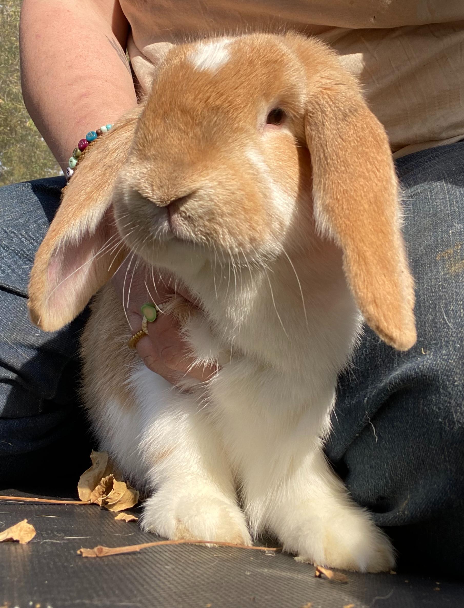 Popcorn, an adopted mixed breed in Brainerd, MN image 1/6