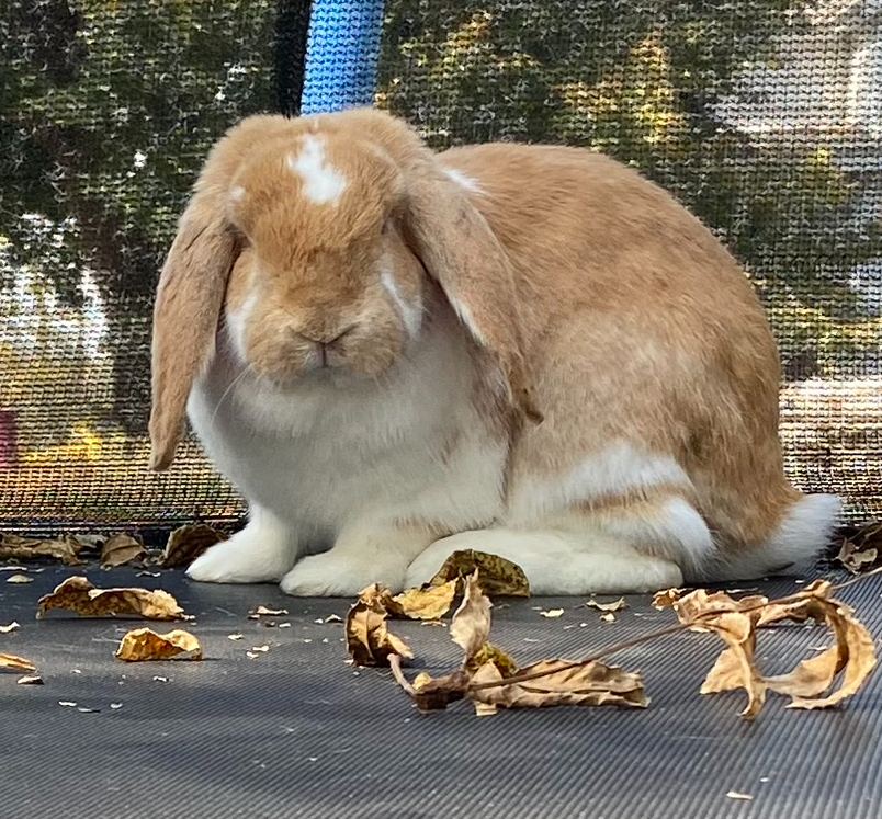 Popcorn, adopted, Adult Female Lop Eared & French Lop.