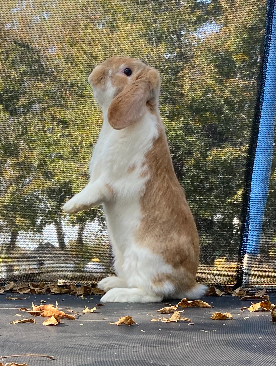 Popcorn, an adopted mixed breed in Brainerd, MN image 6/6