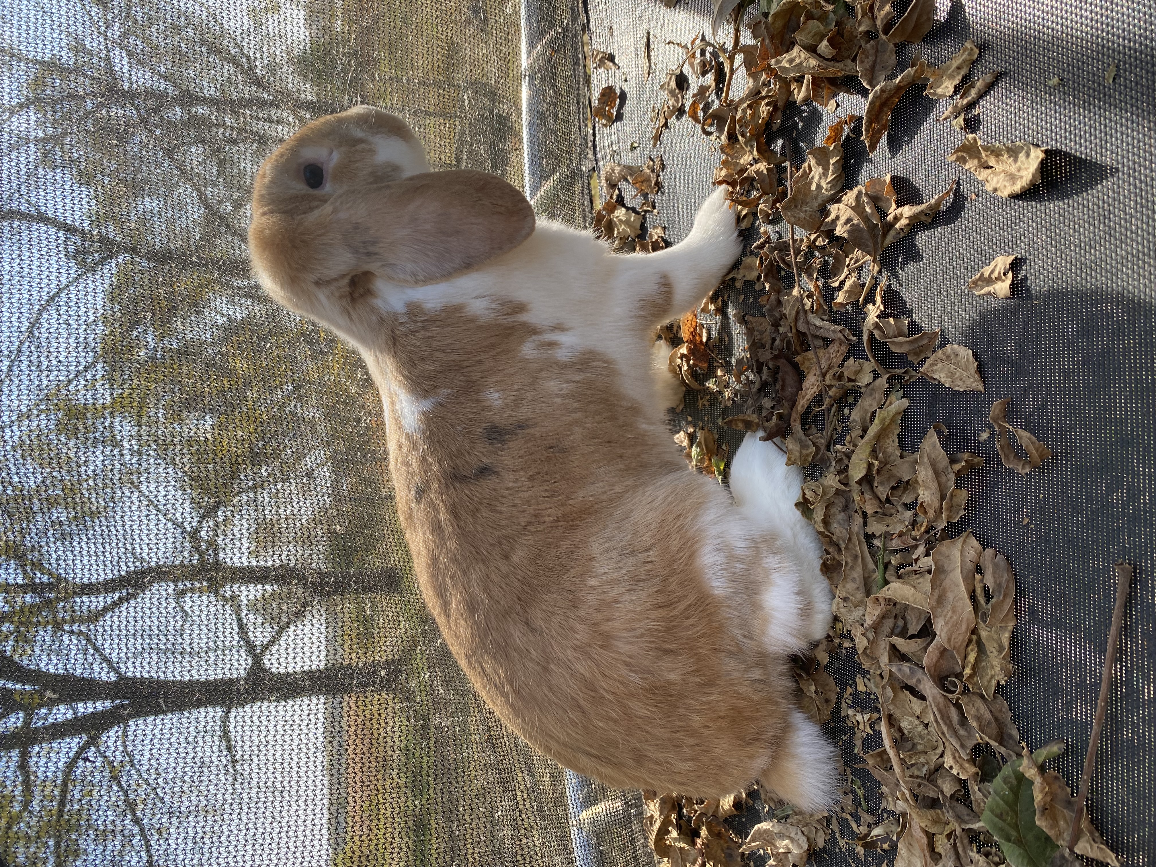 Popcorn, an adopted mixed breed in Brainerd, MN image 4/6