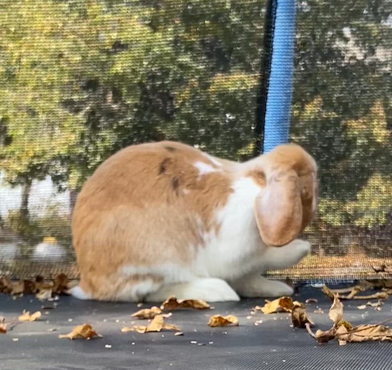 Enlarge Popcorn, an adopted mixed breed in Brainerd, MN video 5/6