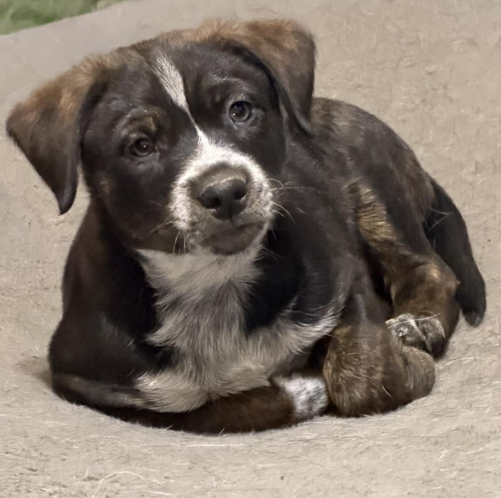 Bean, Adopted, Young Male Catahoula Leopard Dog.