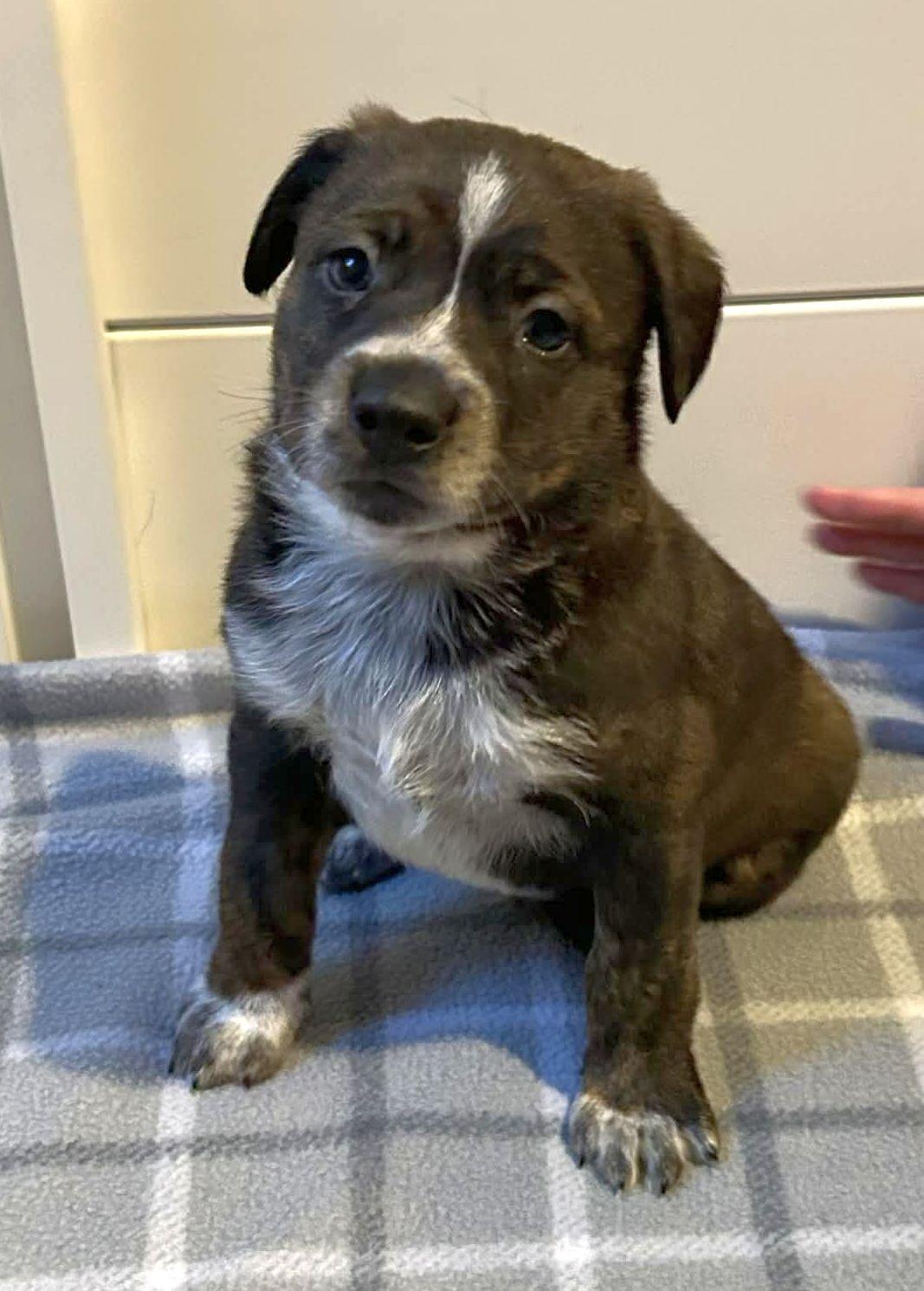 Enlarge Bean, a Adopted mixed breed in LEWISTON, ID image 2/2