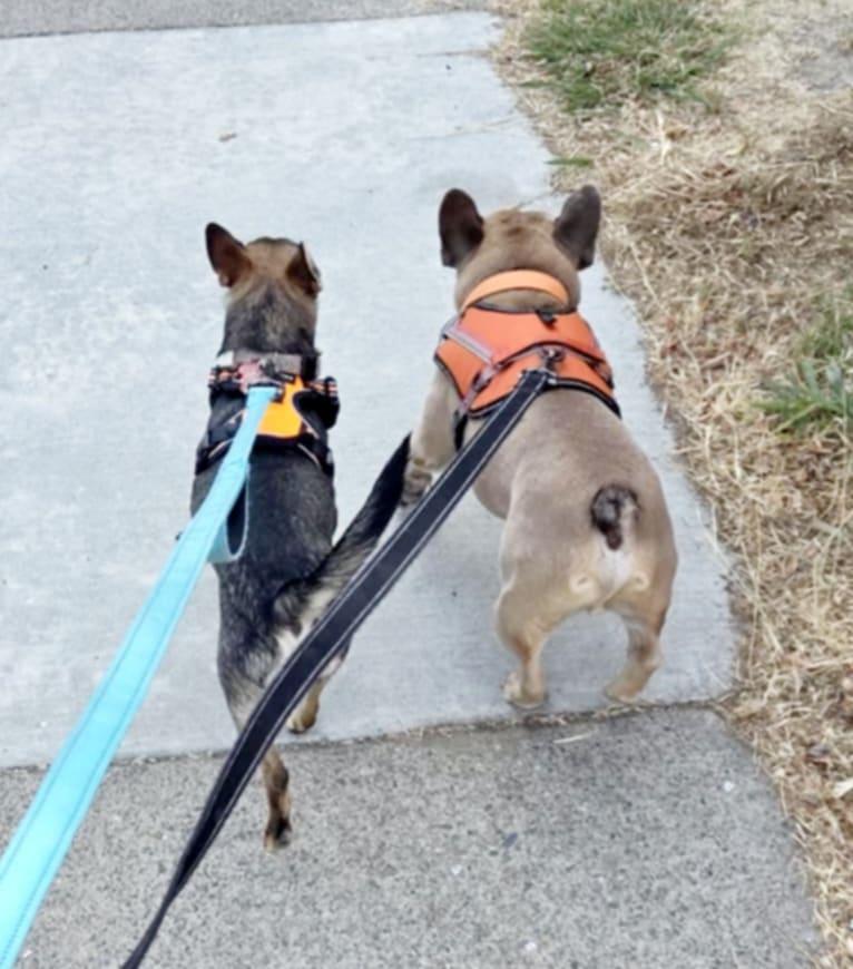 Enlarge Chachi!, a Adoptable mixed breed in Roseville, CA image 6/6