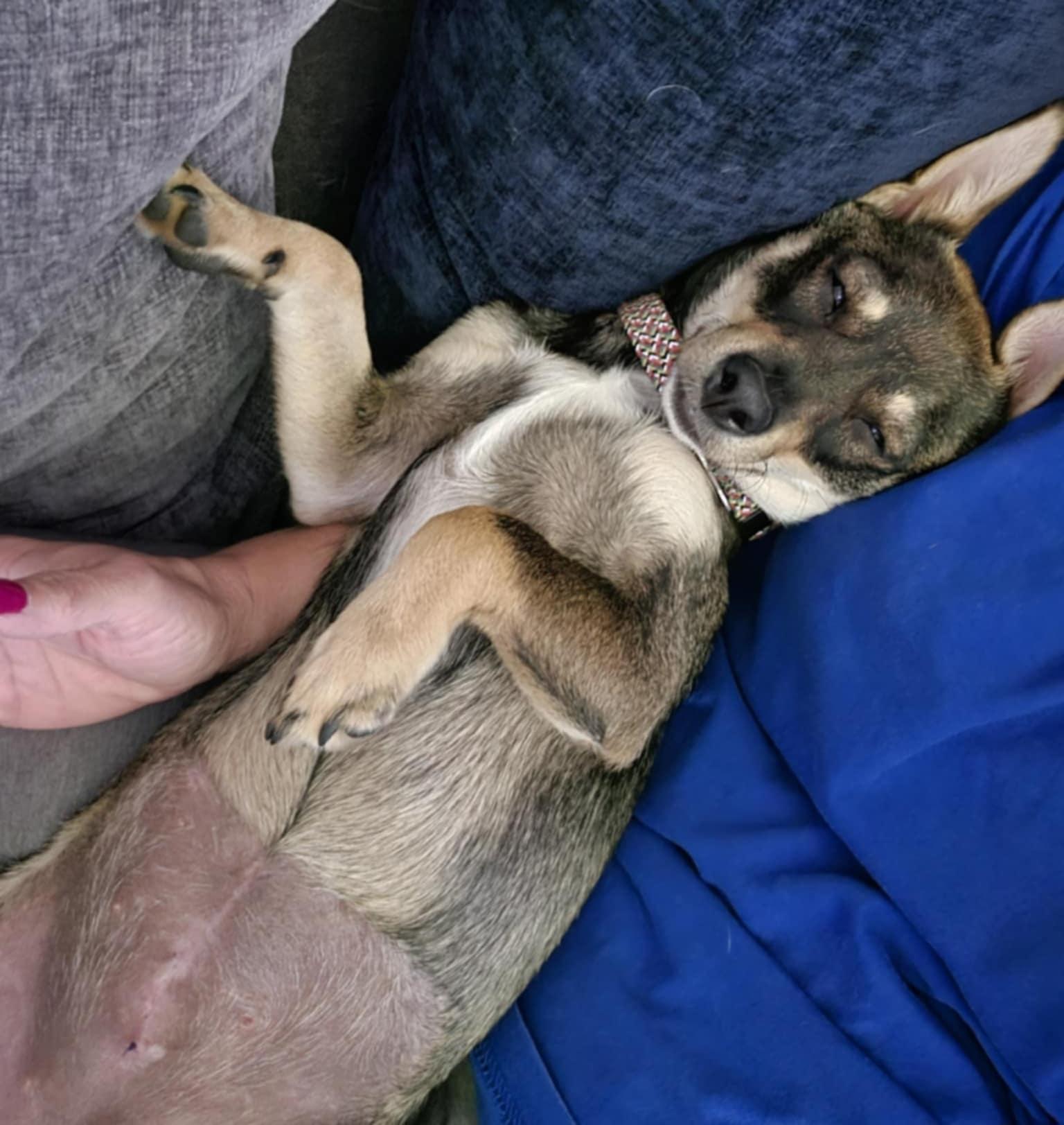 Enlarge Chachi!, a Adoptable mixed breed in Roseville, CA image 2/6