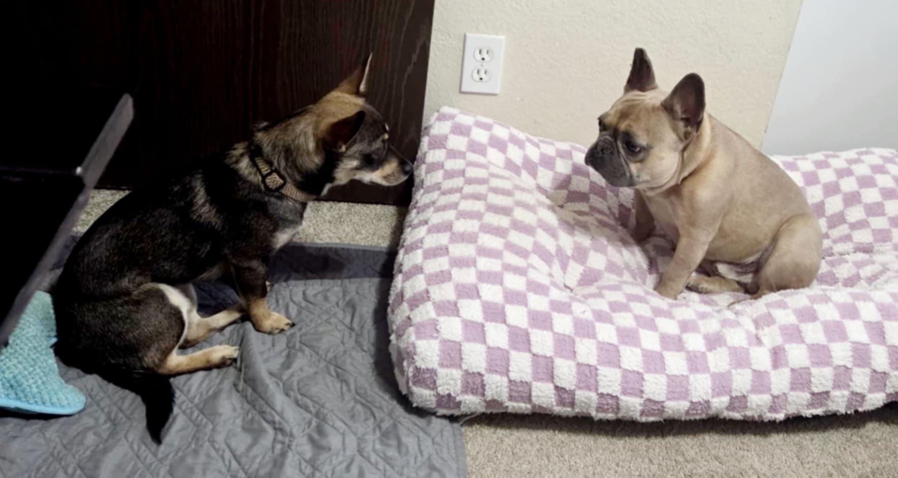 Enlarge Chachi!, a Adoptable mixed breed in Roseville, CA image 4/6