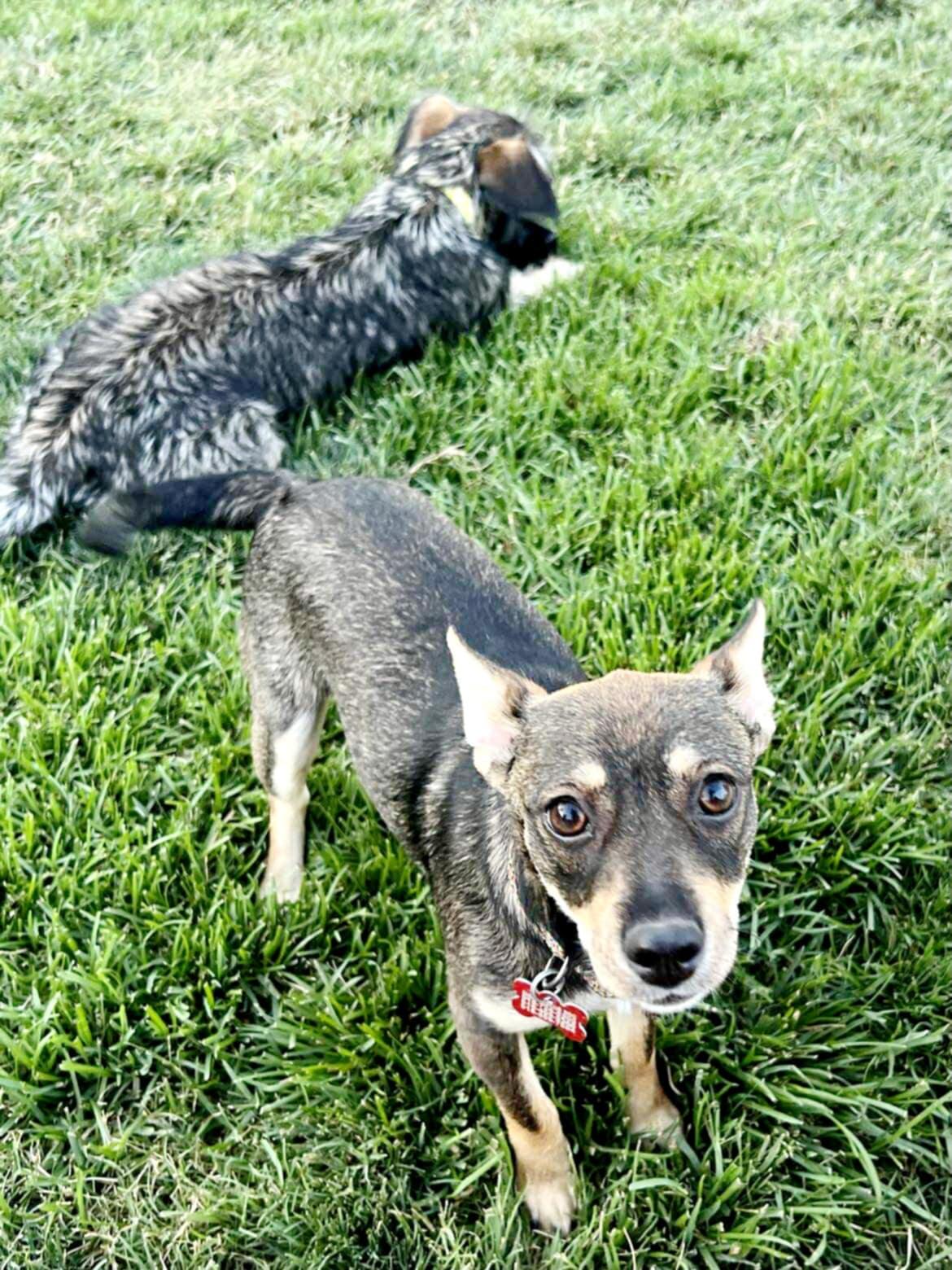 Enlarge Chachi!, a Adoptable mixed breed in Roseville, CA image 3/6